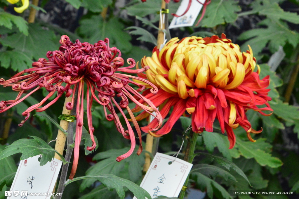 菊花