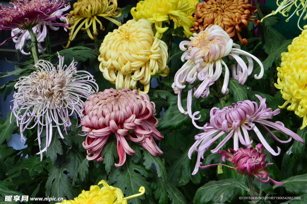 菊花