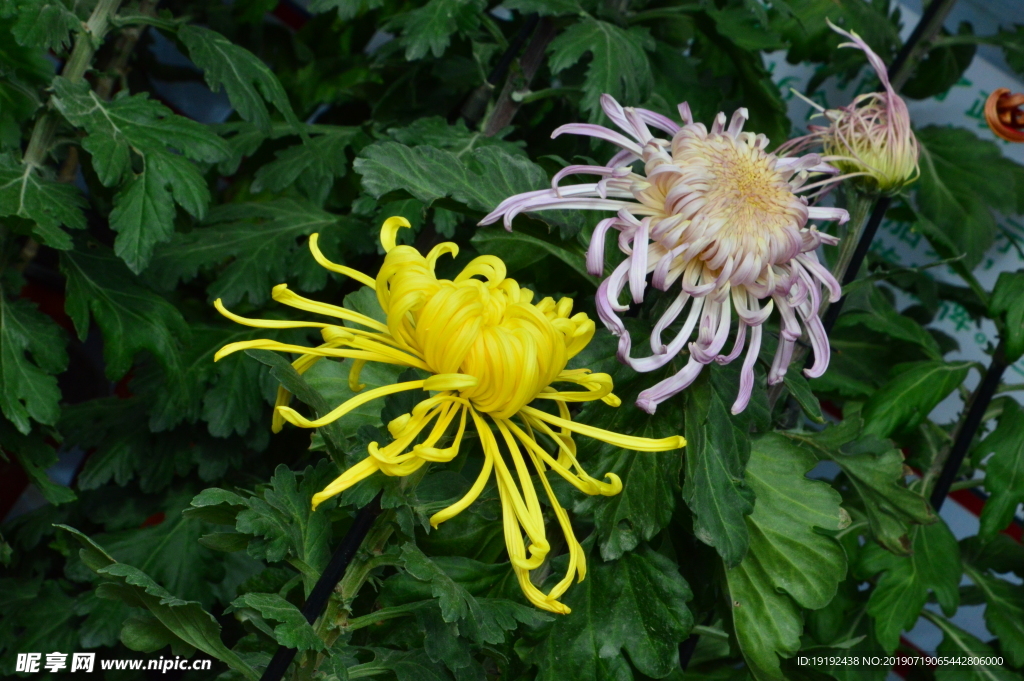 菊花