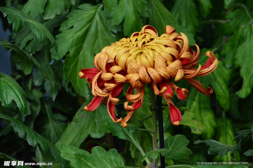菊花