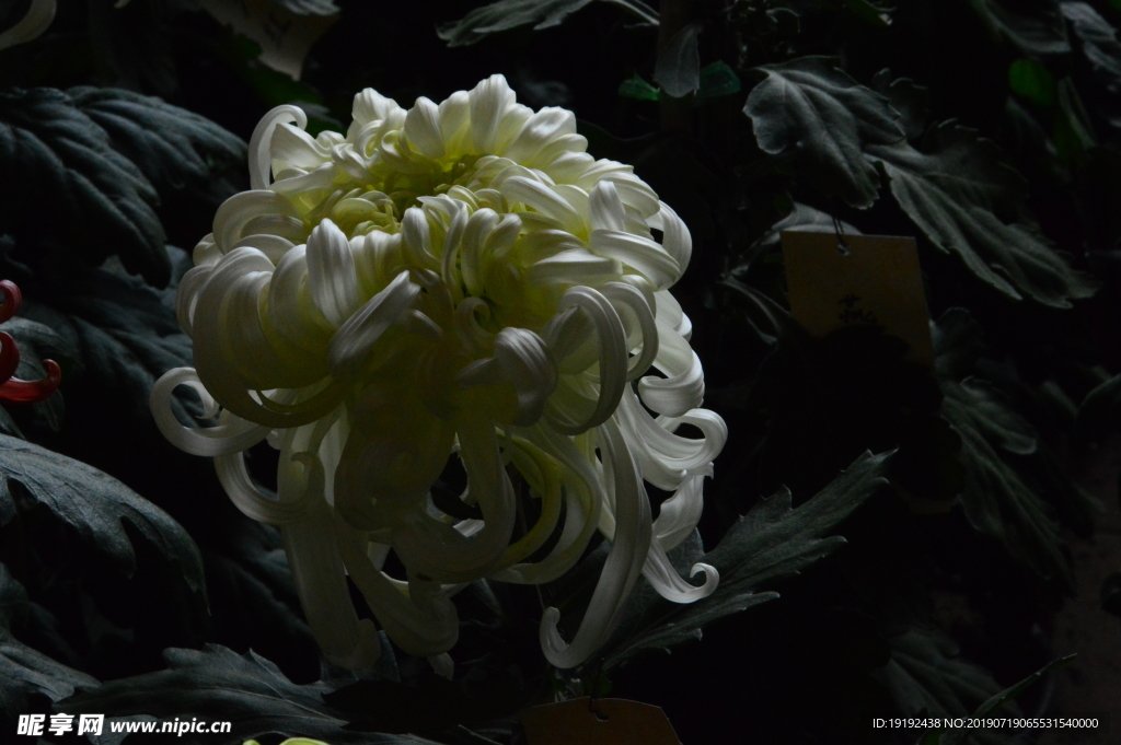 菊花