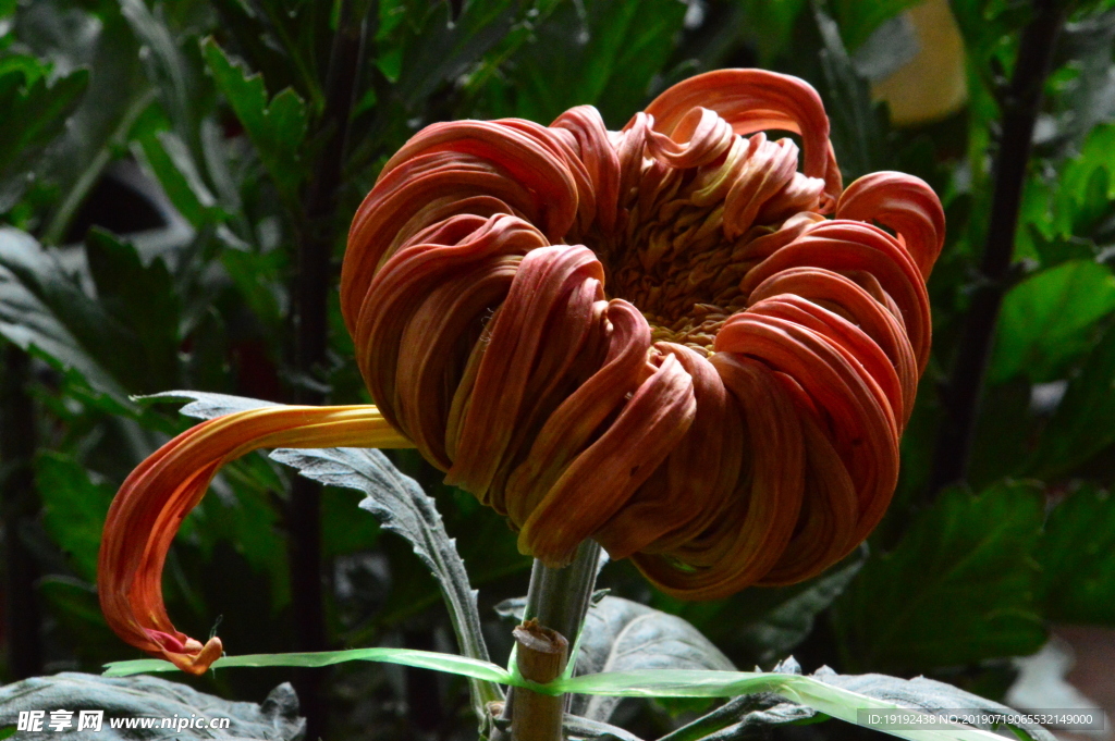 菊花