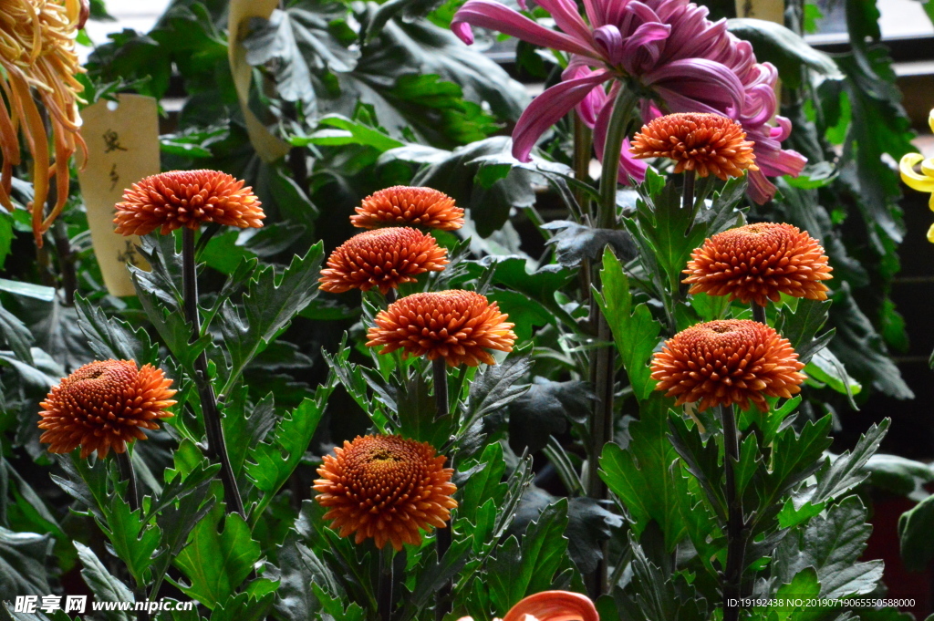 菊花