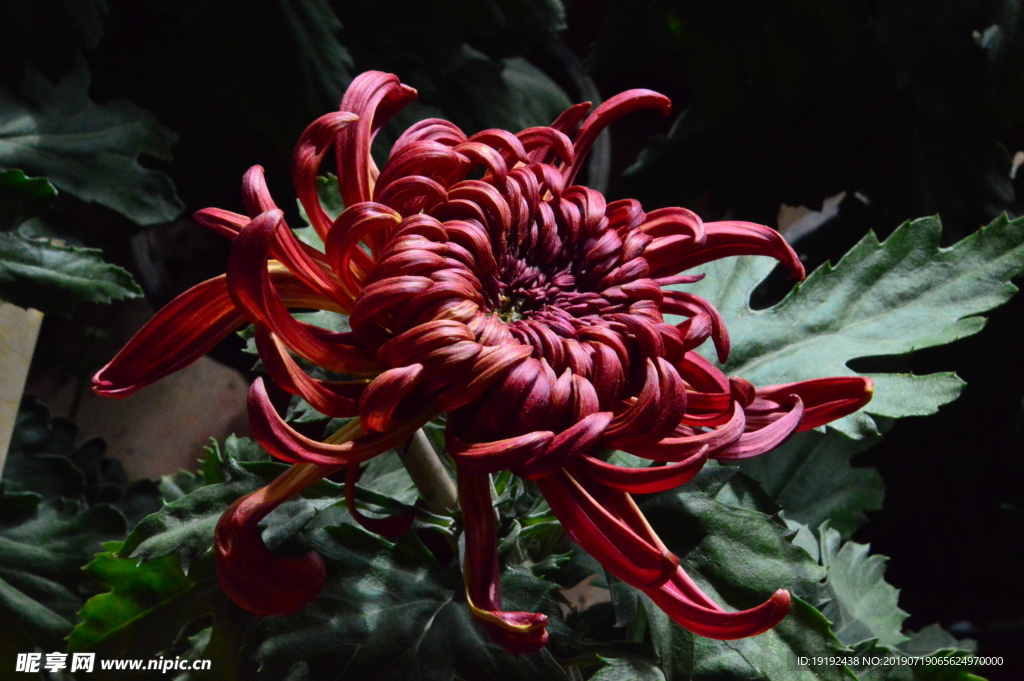 菊花
