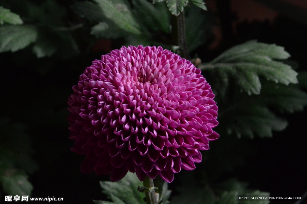 菊花