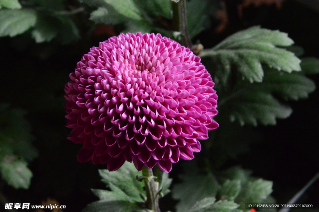 菊花