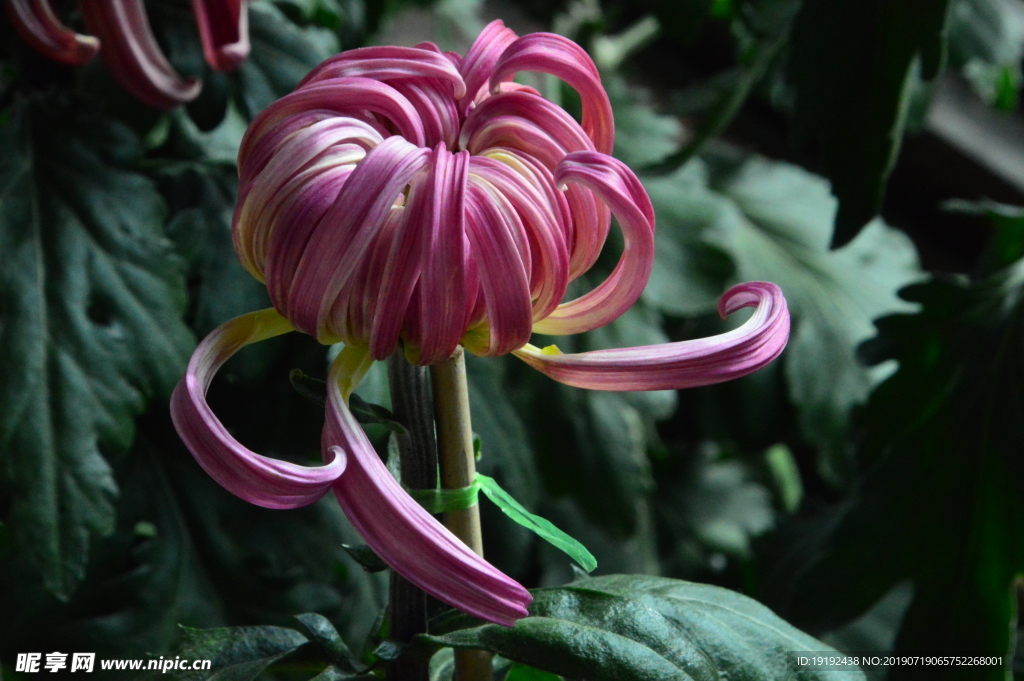菊花
