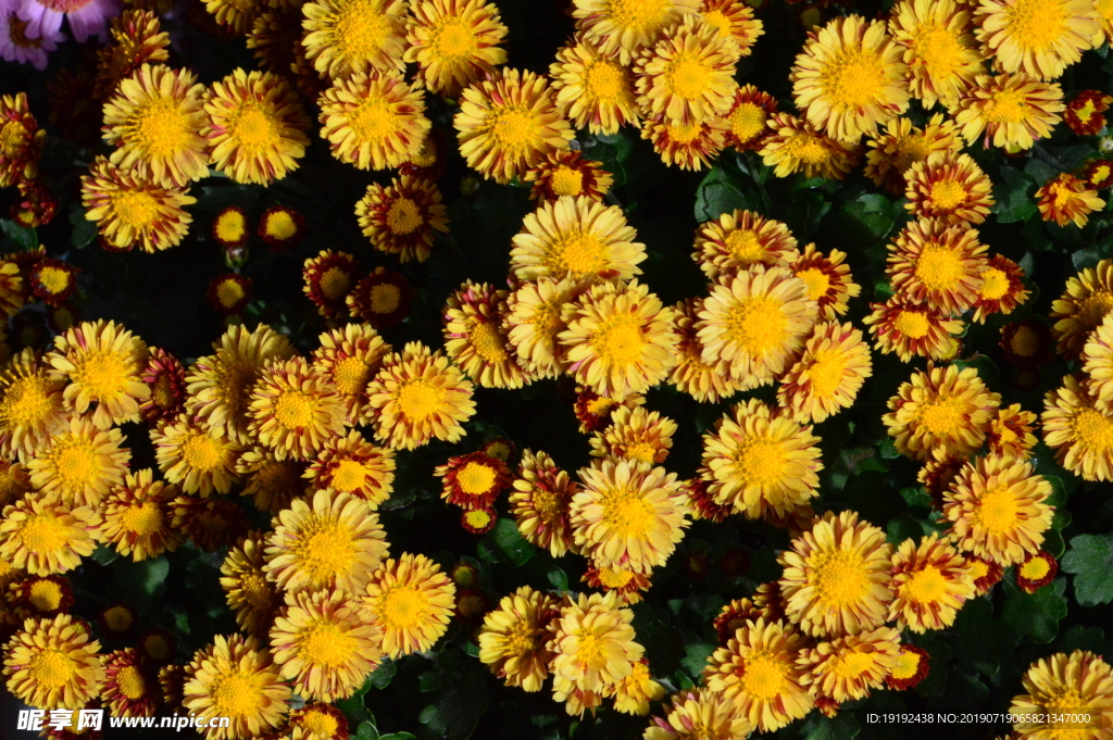 菊花