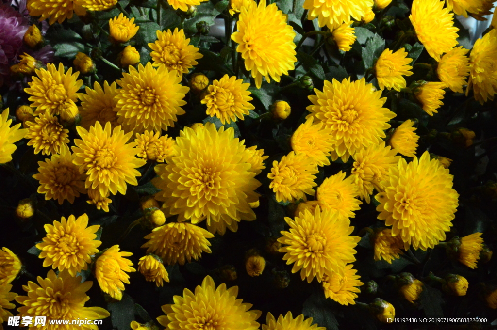 菊花