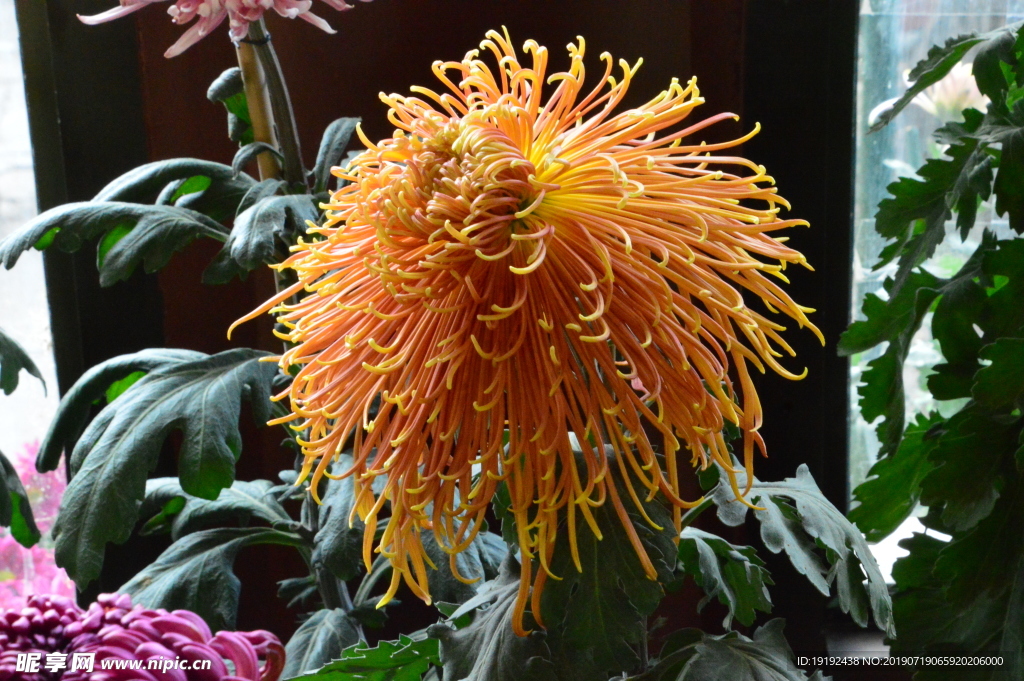 菊花