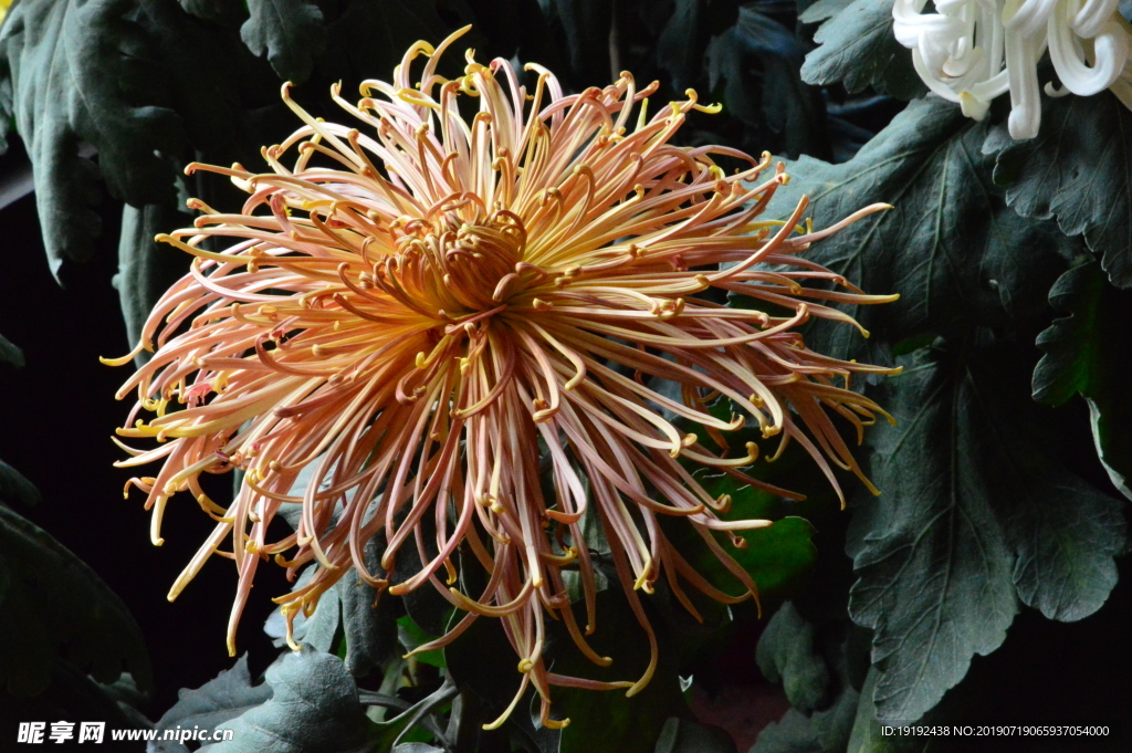 菊花