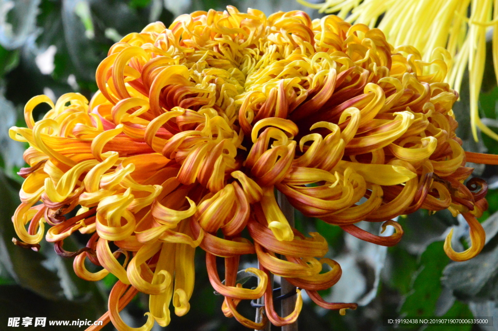 菊花
