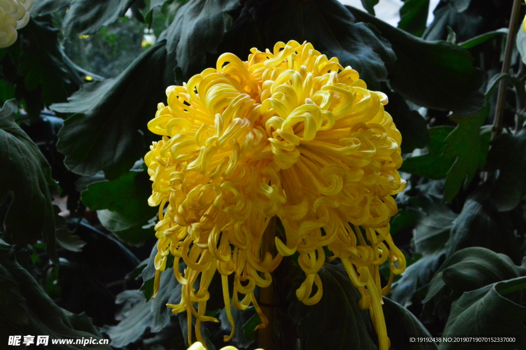 菊花