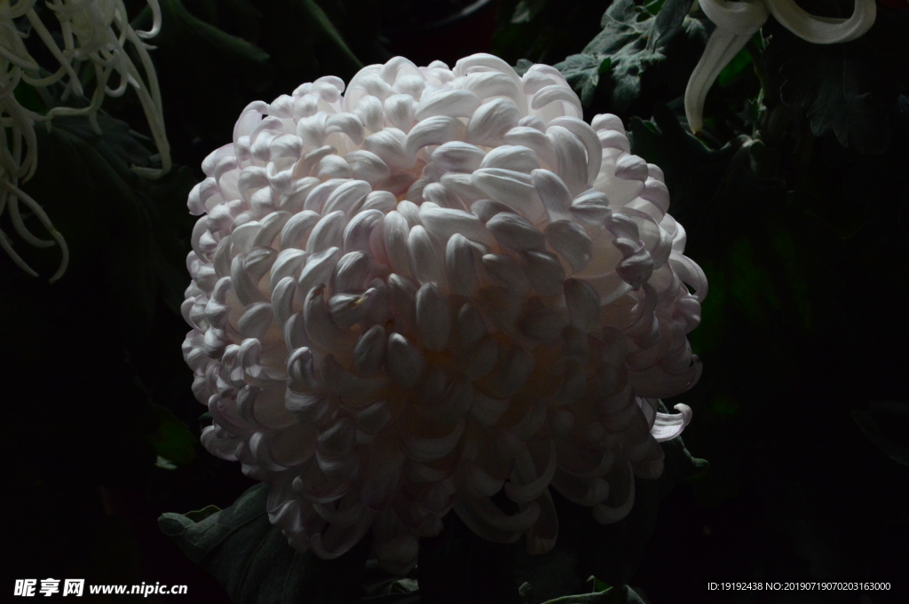 菊花