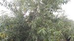桃树