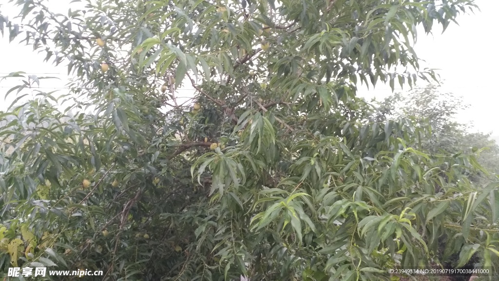 桃树