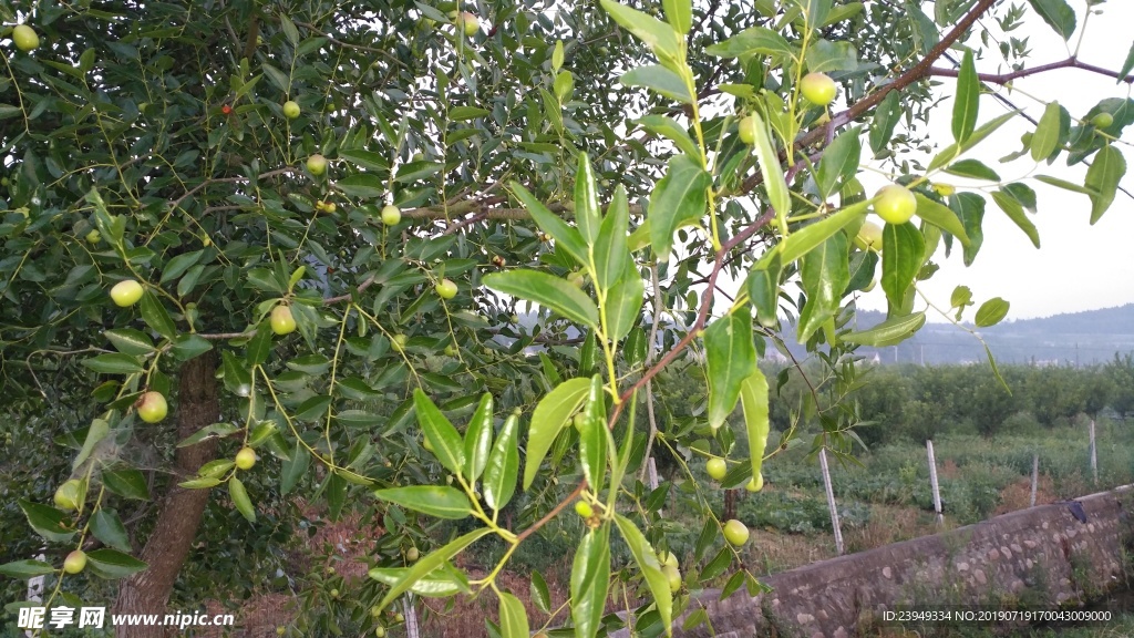 枣树