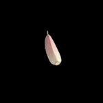 蔬菜