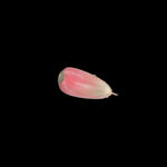 蔬菜