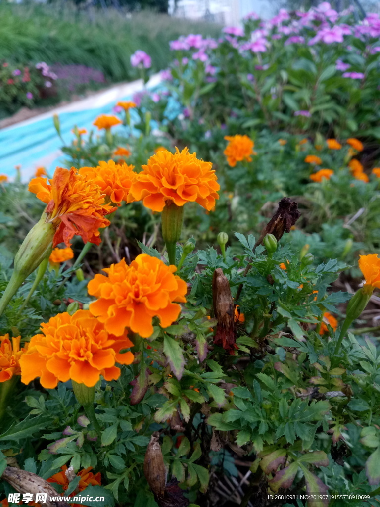 花卉