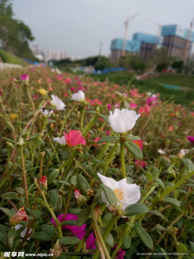 花丛