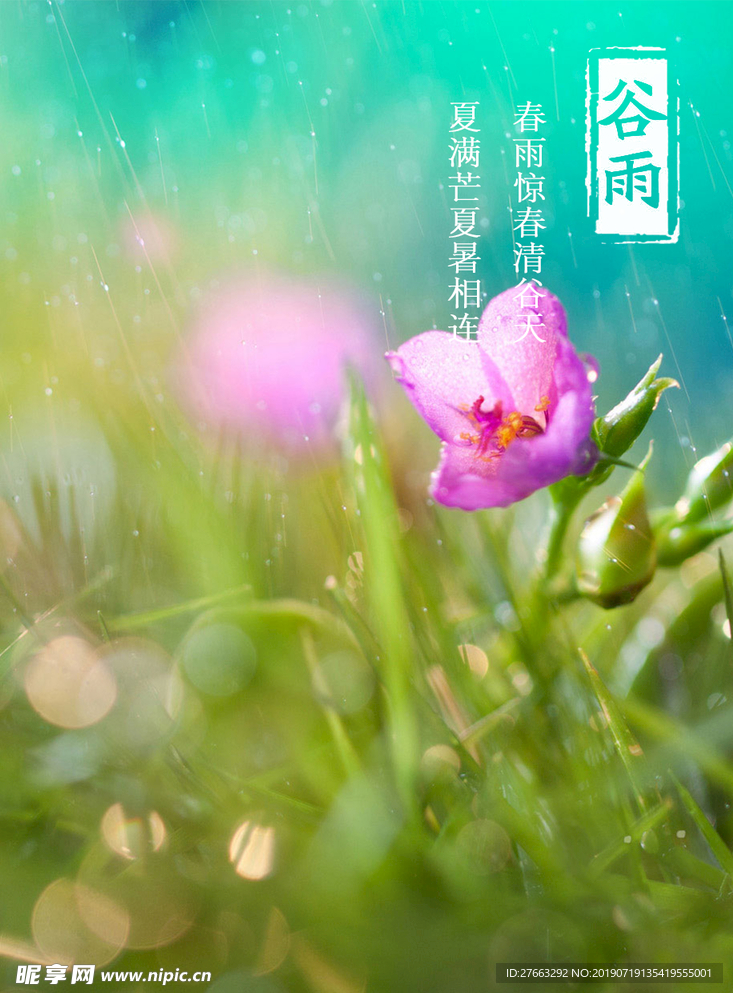 谷雨花朵