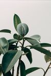 植物绿色免扣素材