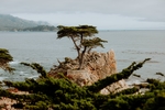 山石
