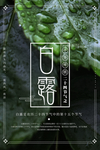 白露海报