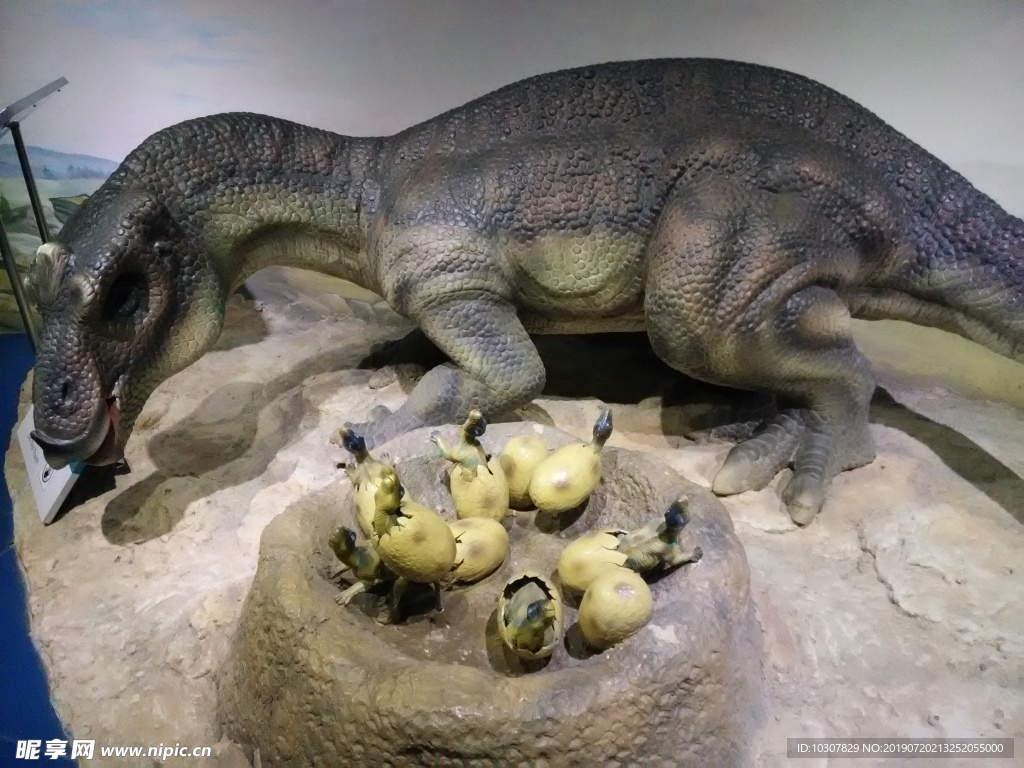 恐龙 孵化恐龙蛋