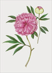 复古花卉矢量
