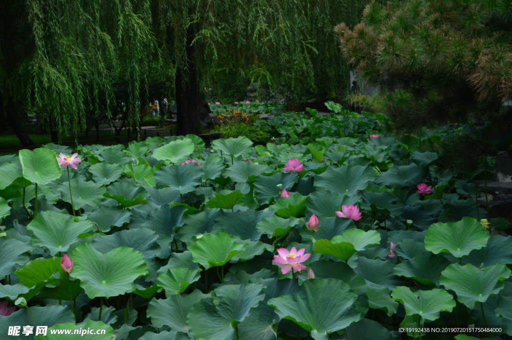 荷叶荷花