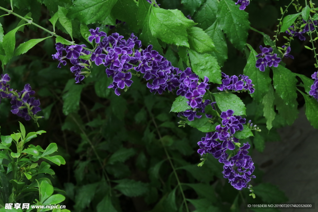 蕾丝金露花