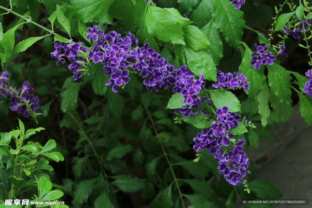 蕾丝金露花