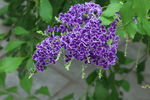蕾丝金露花