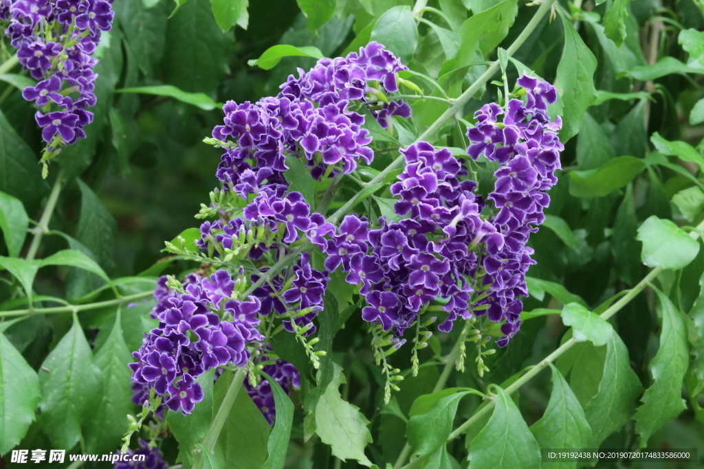 蕾丝金露花