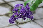 蕾丝金露花