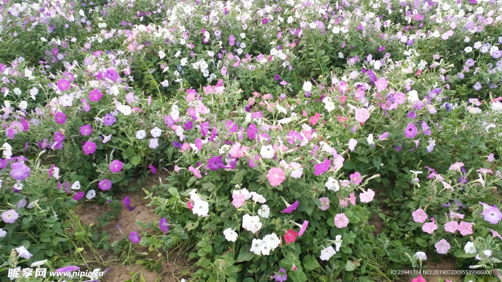 小花