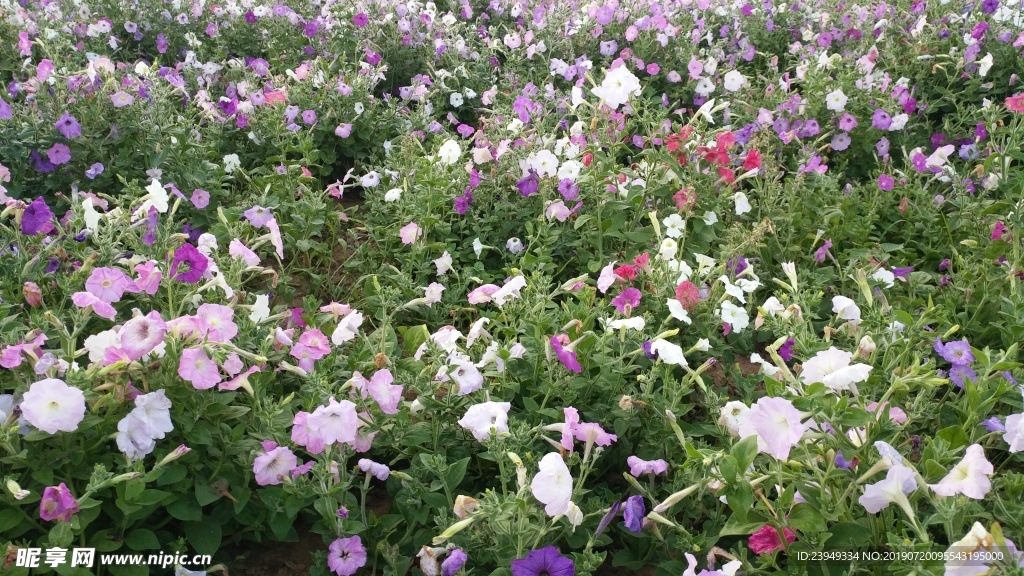 小花