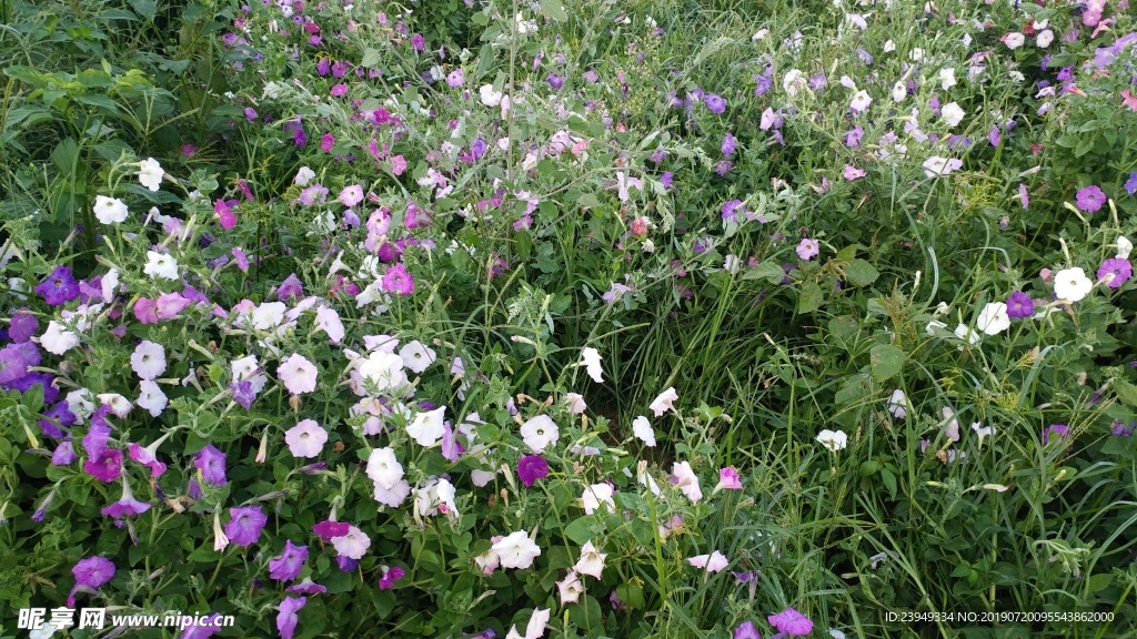 小花