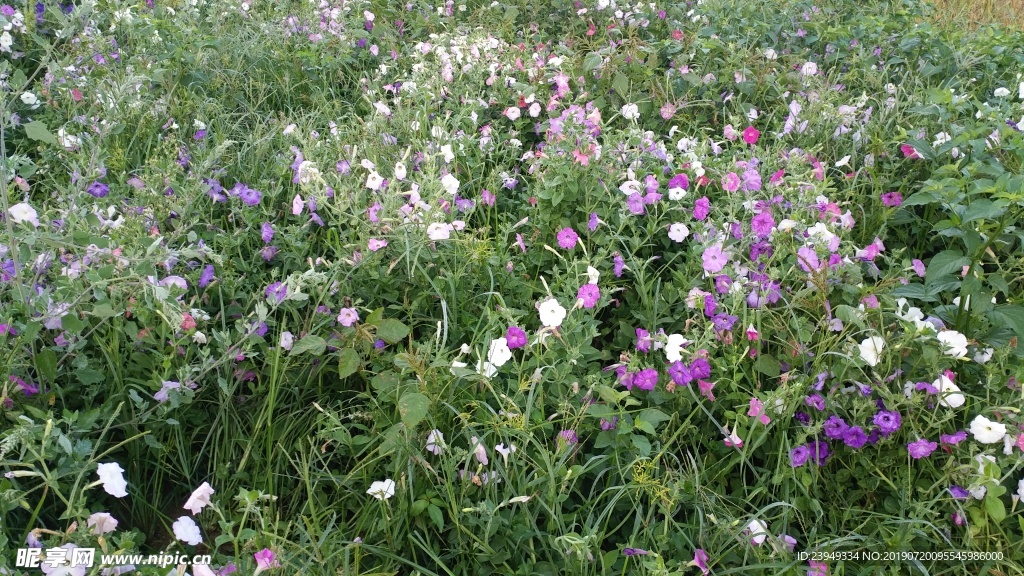 小花