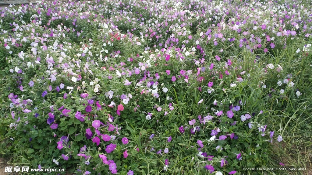 小花