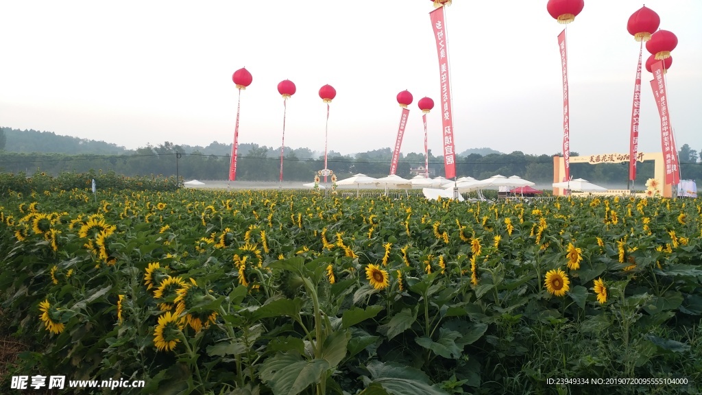 花田