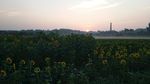 早晨的乡村