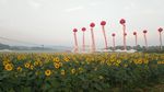 花田