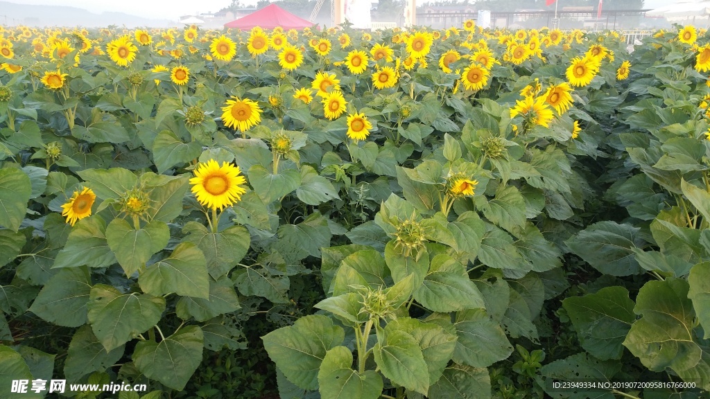 花田