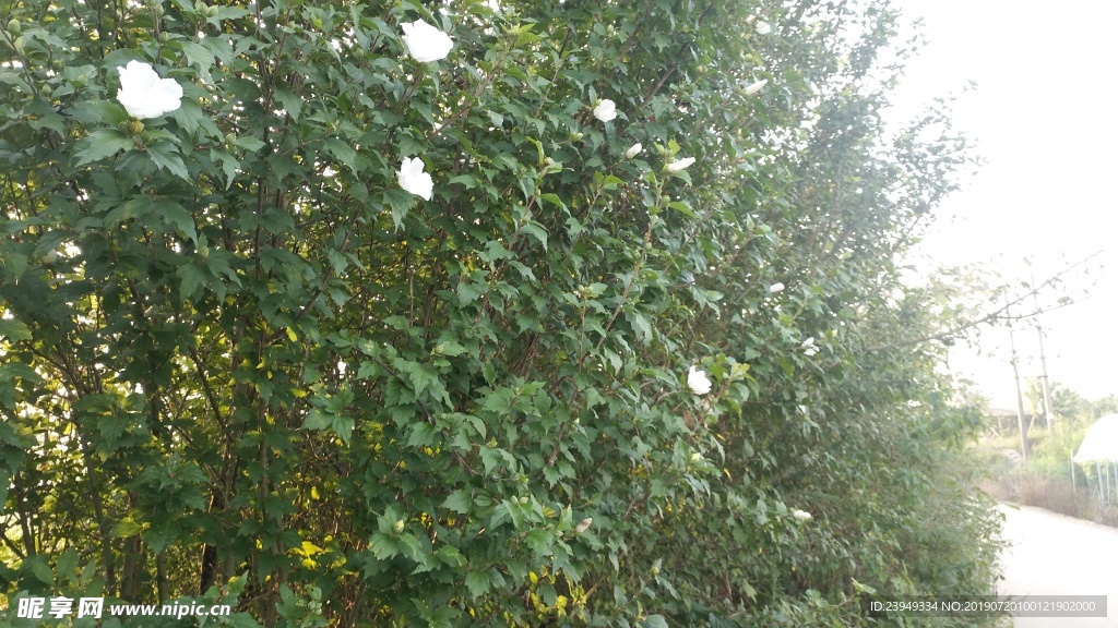 木槿花