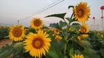 花田 向日葵