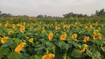 花田