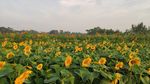 花田